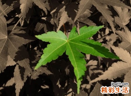 2字古风cp名字