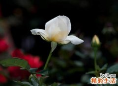 比较好听的网名