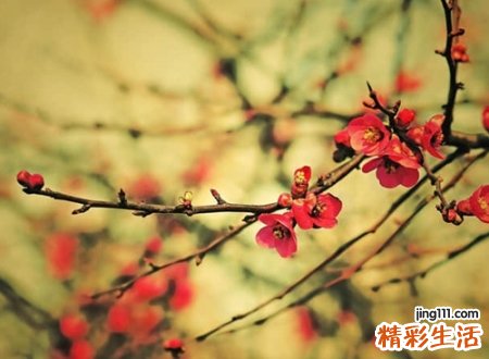 好听唯美的诗意网名