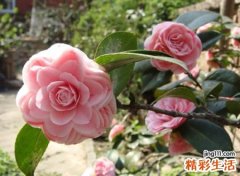 好听独一无二的网名