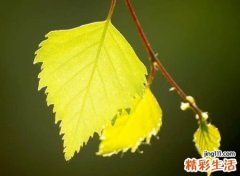 倍感颓废的微信悲伤名字