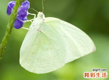 网络好听的昵称大全