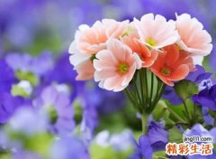 温婉雅致的网名