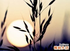 唯美古风好听的诗意昵称