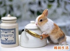 关于兔子的网名