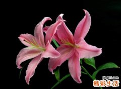 两个字唯美的qq网名