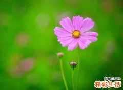 可爱小清新的微信昵称