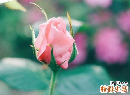 最流行的微信网名