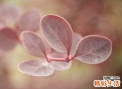 适合妈妈的微信名