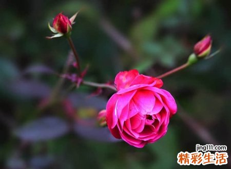 2021最好听的昵称