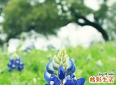 好听的网络名称