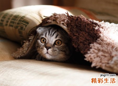 含有猫字的网名可爱版