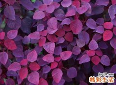 2021最好听的qq个性名字