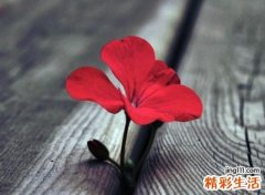 好听好看的网名