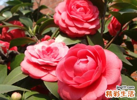 好听的虎牙昵称大全