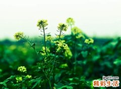 好听的小清新名字