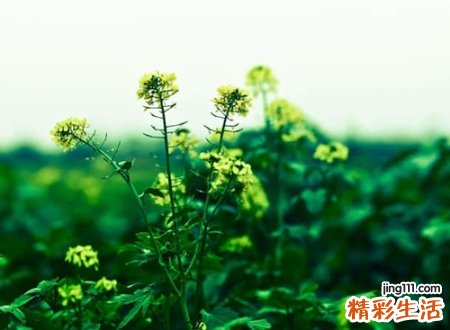 好听的小清新名字