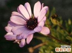 唯美有意境的英文网名