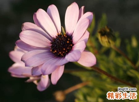 唯美有意境的英文网名