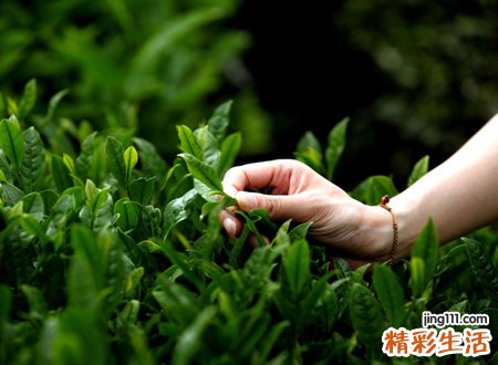 带茶字有诗意的网名
