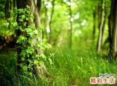 有诗意的七字网名