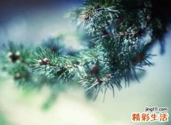 吸引人的五个字网名