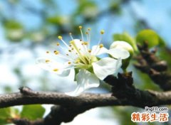 吸引人的陌陌昵称