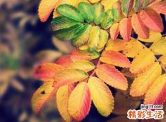 四字名字大全微信版