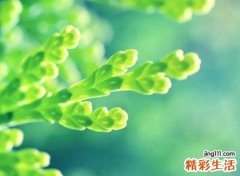 清新自然的森系网名