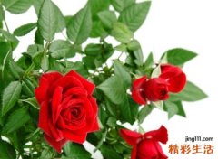 两个字的个性网名