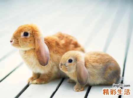 带兔的网名