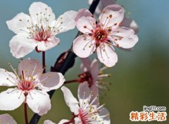 三个字昵称微信版