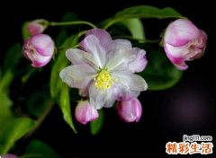 三个字最火抖音名