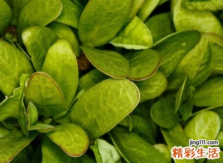 高雅有内涵的抖音名字
