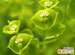 好听的两字罕见id昵称