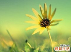 容易火的主播名字