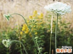 五字诗意淡雅古风名
