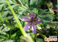 4个字简单气质淡淡的网名