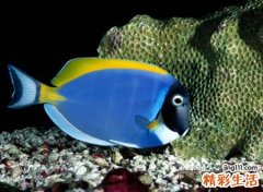 带鱼字的气质微信昵称