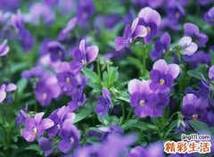 带紫的独一无二的网名
