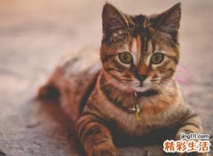 带猫字的软萌网名