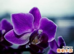 有气质安静的网名