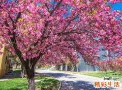 带有樱花的古风名字