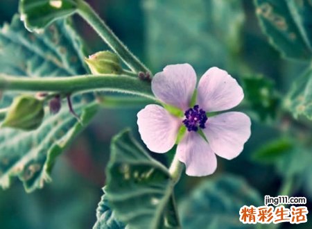 好听两个字网名