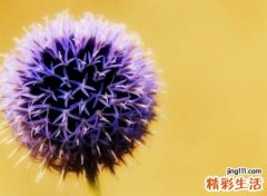 简短的英文网名