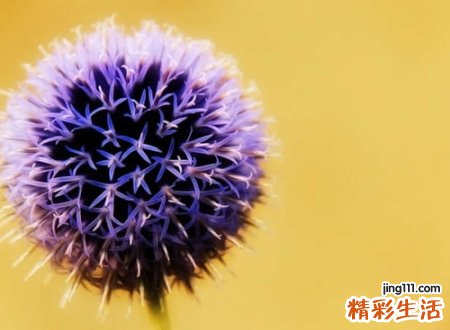 简短的英文网名