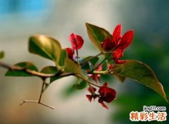 qq最好听的名字