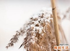 好听的带雪网名