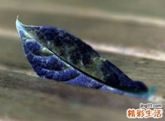 英雄联盟召唤师名字