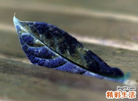英雄联盟召唤师名字